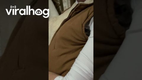 Chihuahua Hides When Scolded By Pet Mom || ViralHog