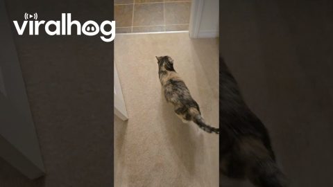 Vocal Cat Happily Weighs Herself || ViralHog