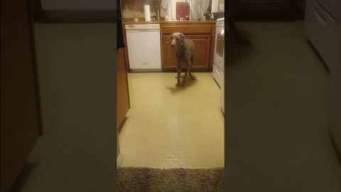 Dog Throws A Tantrum For Leftovers || ViralHog