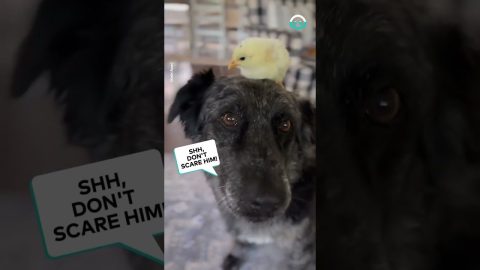 Dog Gets A Hat-Chling Hat || ViralHog