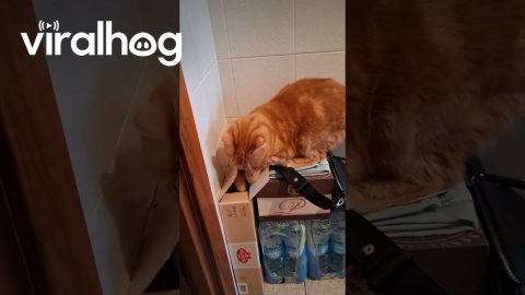 Curious Cat Dives Into Narrow Box || ViralHog