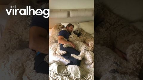 Dog Dad Naps With Fur Babies || ViralHog