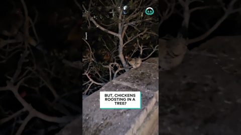 Nocturnal Malta Chickens On A Tree || ViralHog