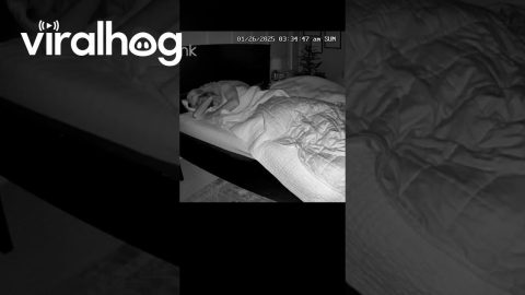 Golden Retriever Sleeps Peacefully In Shared Bed || ViralHog