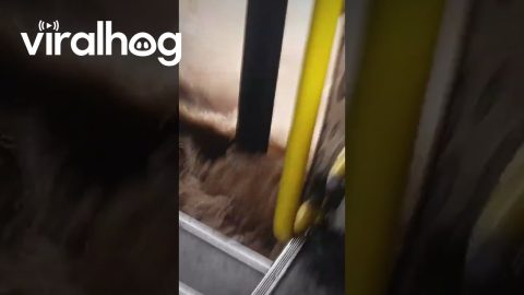 Bus Fills With Water While Driving || ViralHog