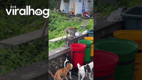 Monkey Scares Dogs Away While Eating Garbage || ViralHog