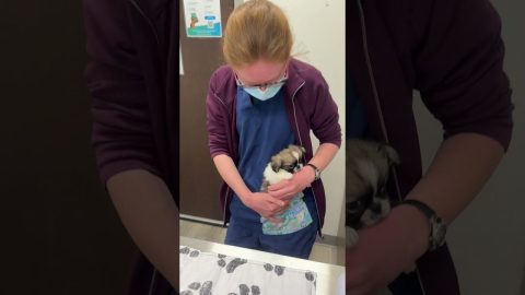 Miss Ruby's First Time at the Vet || ViralHog