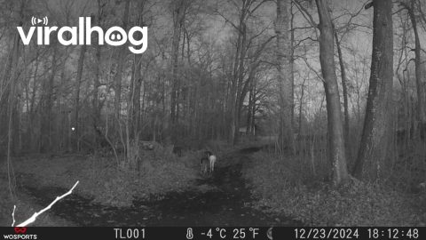 Rare White Deer Caught On Trail Camera || ViralHog
