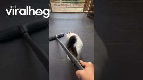 Cat Lives For Vacuum || ViralHog