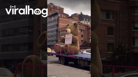 Giant Bear With Valentine's Message || ViralHog