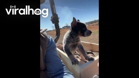 Blue Heeler Puppy Rides In Tractor Box || ViralHog