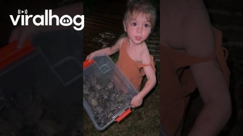 Group Saves Baby Turtles Heading Away From Ocean || ViralHog