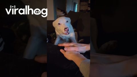 Foster Dog Is On Board || ViralHog