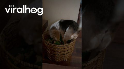 Blanket Basket Becomes Dog Bed || ViralHog