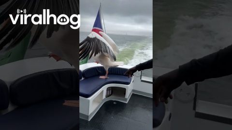 Cheeky Pelican Enjoys Boat Ride || ViralHog