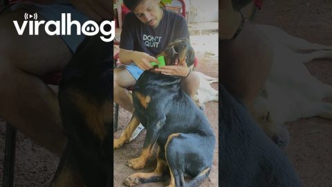 Rottweiler Loves Being Brushed || ViralHog