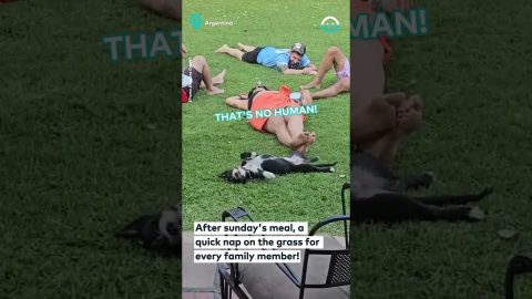 Dog Sleeps Siesta Like a Human || ViralHog