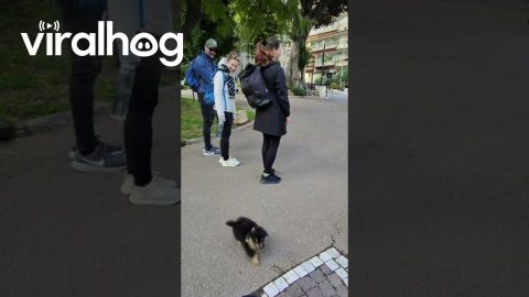 Tiny Puppy Gets Micro Zoomies || ViralHog
