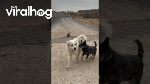 Puppies Take on Cattle Guard || ViralHog