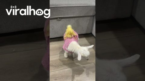 Duckling Rides Goat || ViralHog