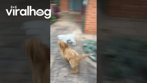 Labradoodle Puppy Dives Into Juniper Bush || ViralHog