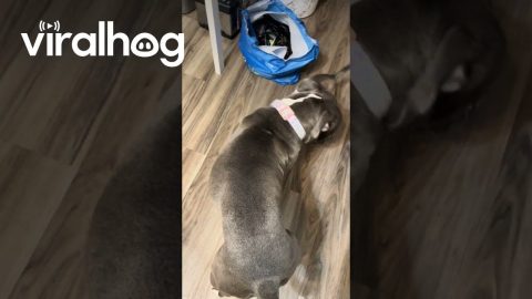 Pitbull Helps Puppy Take Off Sweater || ViralHog