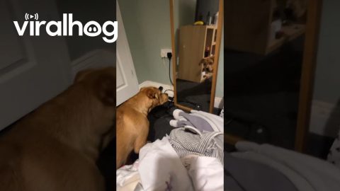 Dog Confronts His Reflection in the Mirror || ViralHog