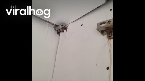Aging Cabinet Falls During Inspection || ViralHog