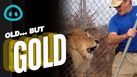 Lion Caretaker Gets Jumpscared || ViralHog