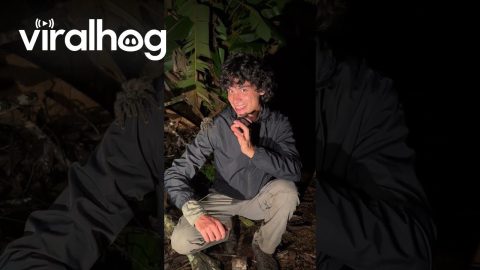 Tarantula Walks All Over Man || ViralHog