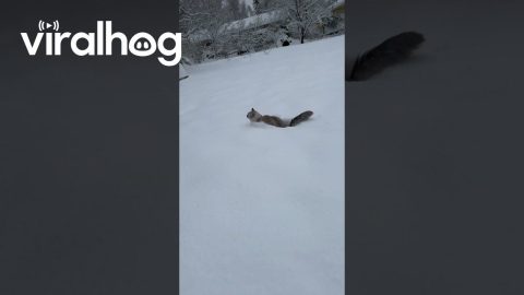 Cat Leaps Through Deep Snow || ViralHog