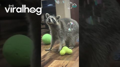 Raccoon Loves Popping Bubbles || ViralHog