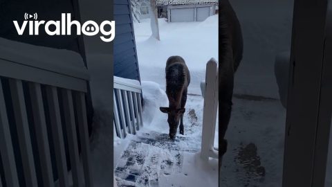 Young Moose Visits Snowy Steps || ViralHog