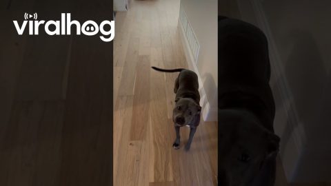 Clear C'mon Communication From Hungry Dog || ViralHog