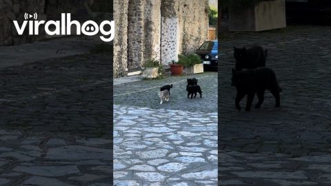 Local Cat Gang Prowls the Streets || ViralHog
