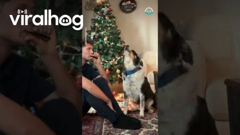 Dog Howls Along With Harmonica || ViralHog