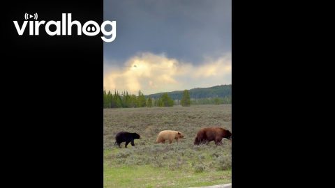 Colorful Array Of Black Bears In Grand Teton || ViralHog
