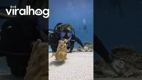 Diver Has a Rare Encounter With an Anglerfish || ViralHog