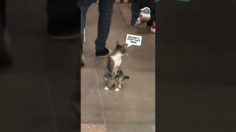 Kitty Charges Petting Tax At The Mall || ViralHog