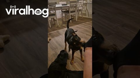 Dog Helps Owner to Get Undressed || ViralHog