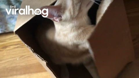 Cat Traps Itself In A Closed Box || ViralHog