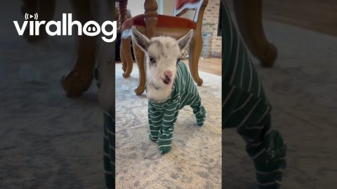 Baby Goat In Pajamas Loves Binky || ViralHog