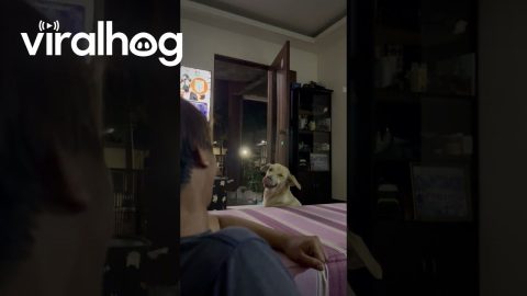 Bashful Dog Hides Face || ViralHog