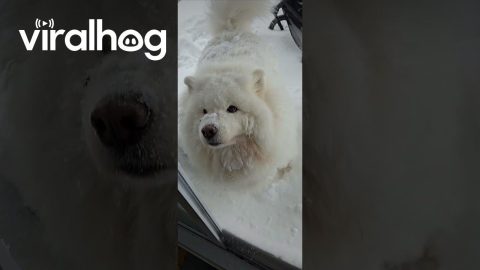 Samoyed Covered In Thick Coat Of Snow || ViralHog