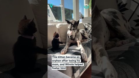 Great Dane Fosters Small Kitty || ViralHog