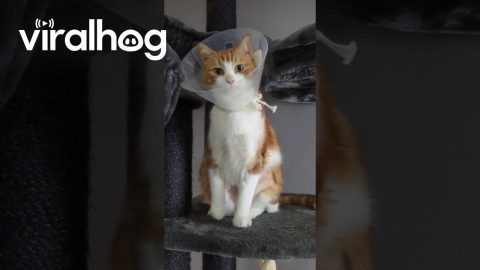 Cat Licks Inside Of Protective Cone || ViralHog