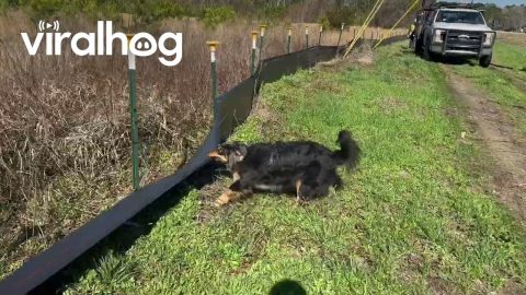 Dog Helps Tear Down Fence || ViralHog