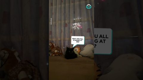 Cat Chills During Fireworks || ViralHog