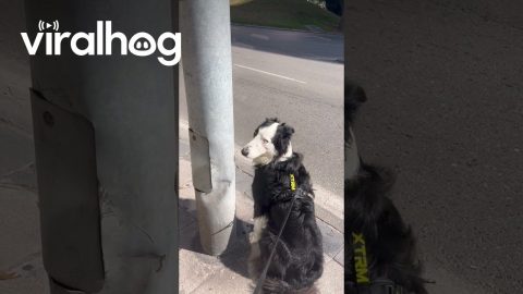 Border Collie Loves Big Motorbikes || ViralHog