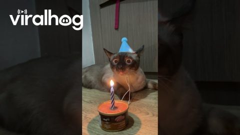 Milo the Siamese Cat's Birthday || ViralHog
